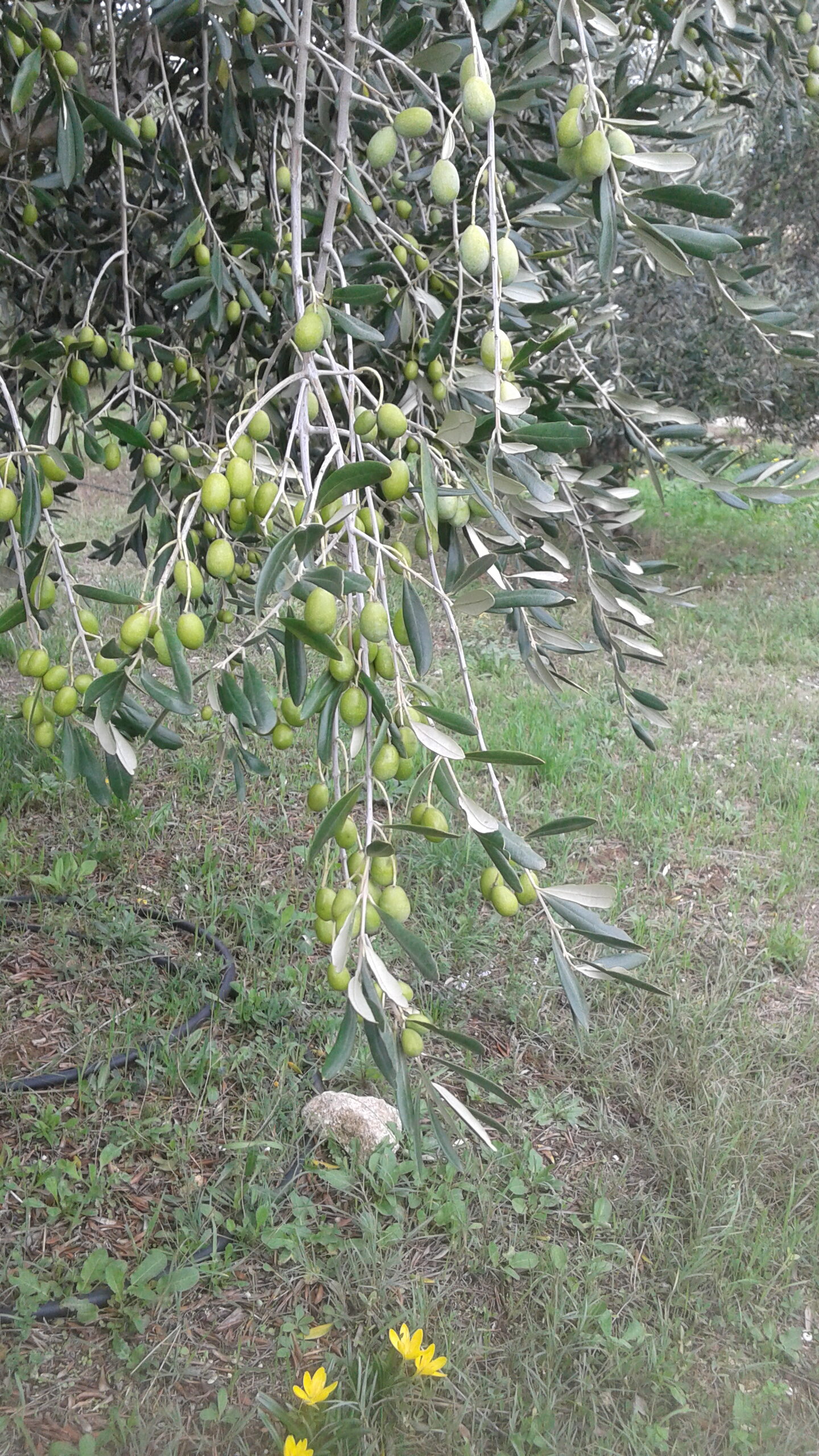 L'oliveraie
