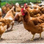 Poulets
